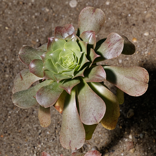 Jardin Botanique de la Bastide-009